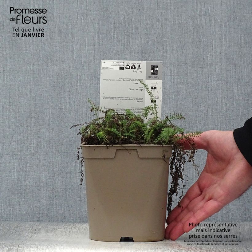 Example of Achillea millefolium Saucy Seduction - Gemeine Schafgarbe Topf mit 2L/3L as you get in hiver