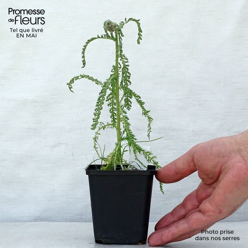 Example of Achillea millefolium Saucy Seduction - Gemeine Schafgarbe Kleine Töpfe von 8/9 cm as you get in printemps