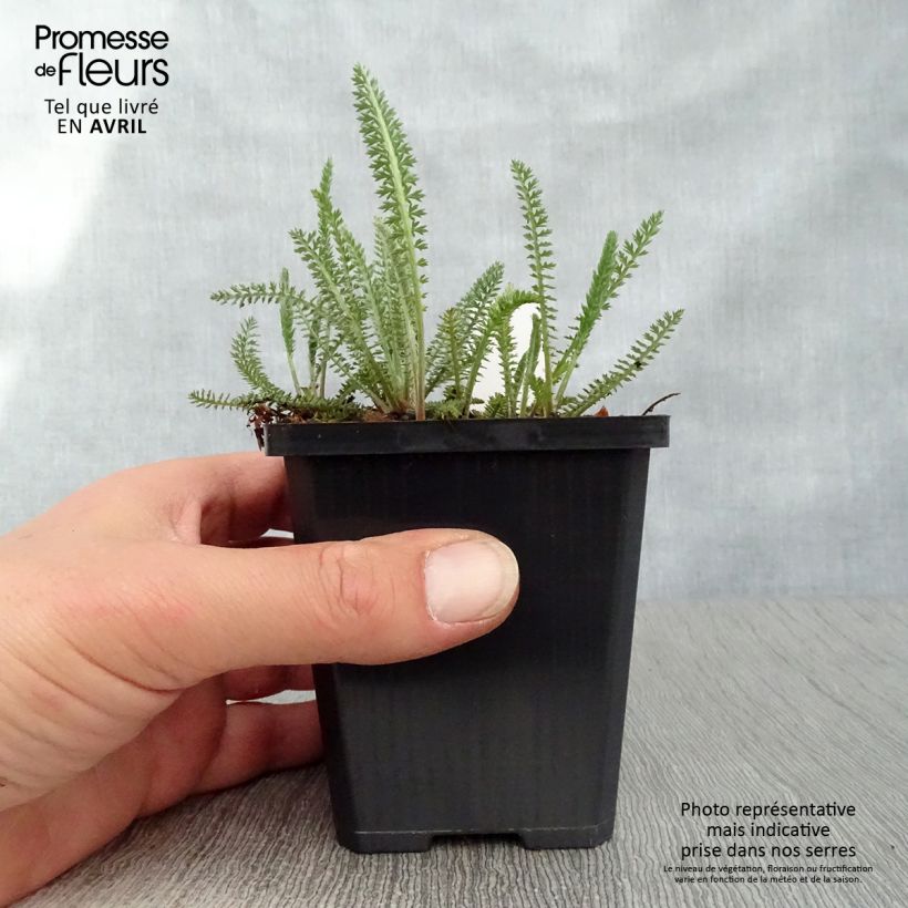 Example of Achillea millefolium Terracotta - Gemeine Schafgarbe Kleine Töpfe von 8/9 cm as you get in printemps