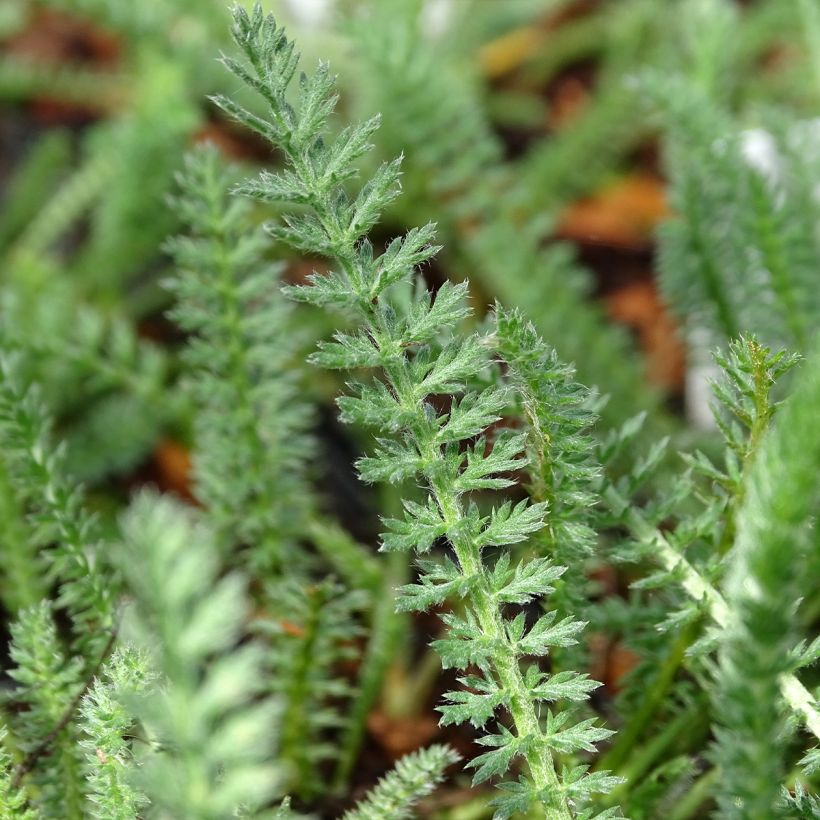 Achillea millefolium Terracotta - Gemeine Schafgarbe (Foliage)