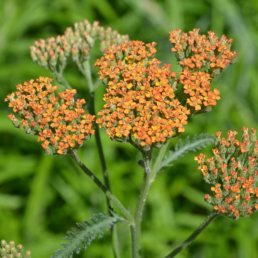 Achillea millefolium Terracotta - Gemeine Schafgarbe (Flowering)