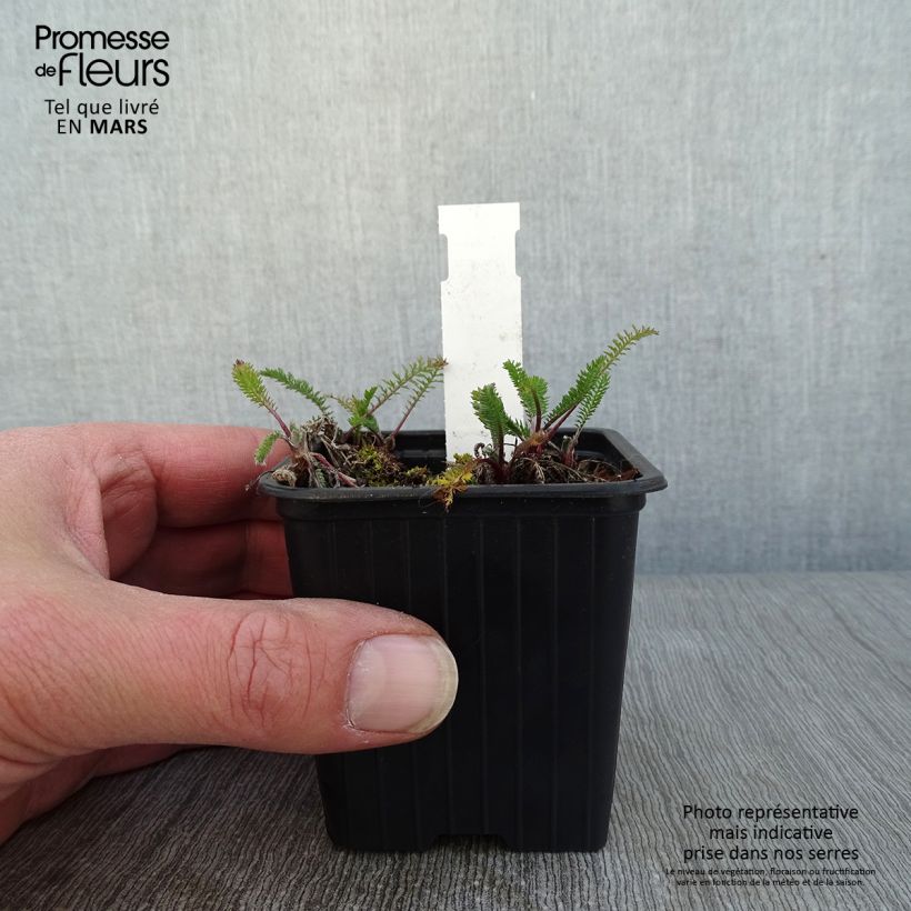 Exemplar von Achillea millefolium The Beacon - Gemeine Schafgarbe Kleine Töpfe von 8/9 cm wie im Winter geliefert