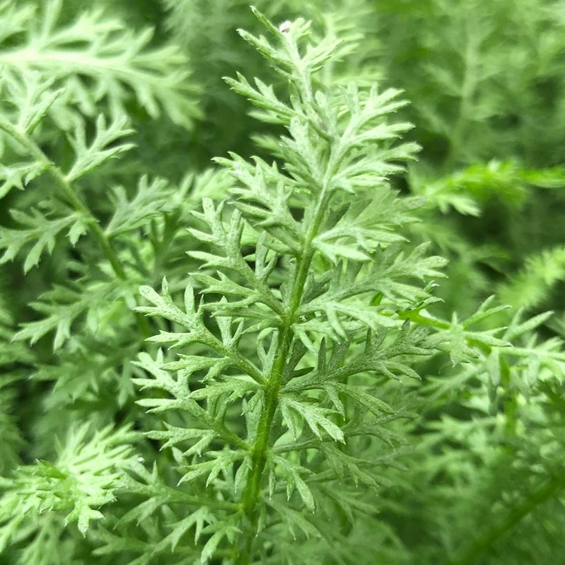 Achillea millefolium Paprika - Gemeine Schafgarbe (Foliage)
