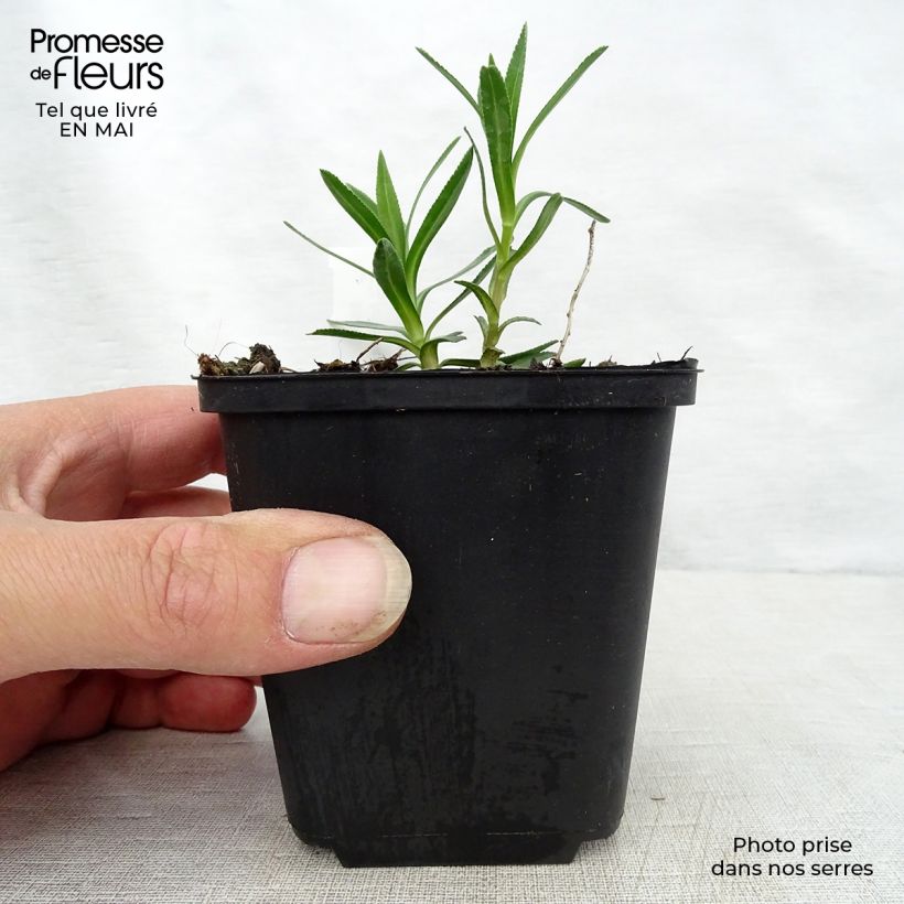 Exemplar von Achillea ptarmica Nana Compacta - Sumpf-Schafgarbe Kleine Töpfe von 8/9 cm wie im Frühjahr geliefert