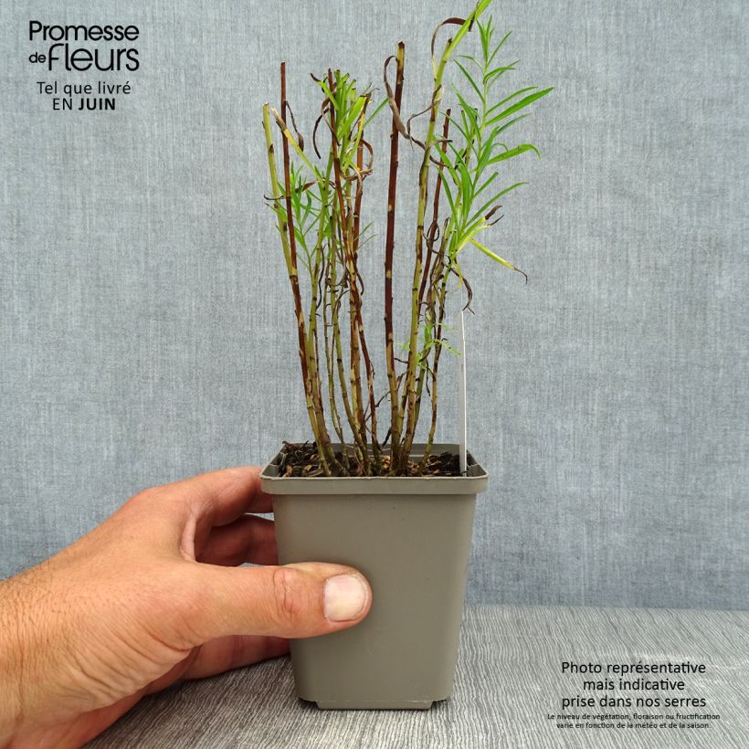 Exemplar von Achillea ptarmica The Pearl - Sumpf-Schafgarbe Kleine Töpfe von 8/9 cm wie im Sommer geliefert