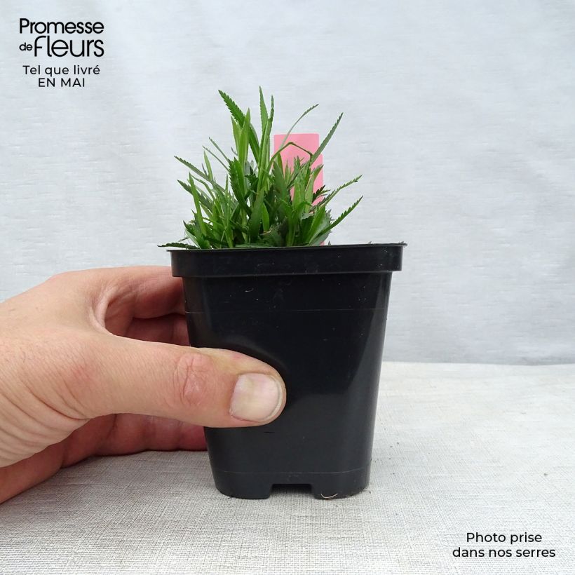 Example of Achillea ptarmica The Pearl - Sumpf-Schafgarbe Kleine Töpfe von 8/9 cm as you get in printemps