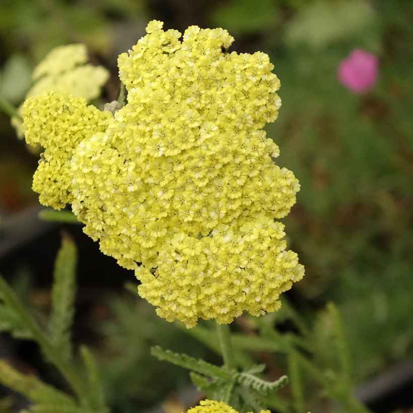 Achillea taygetea - Schafgarbe (Blüte)