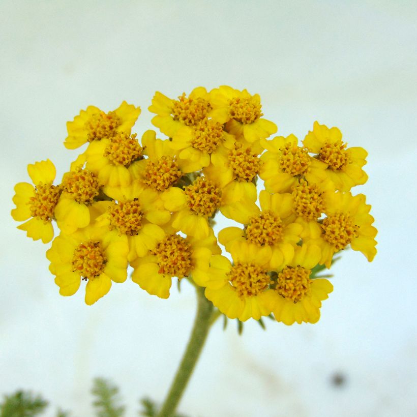 Achillea tomentosa - Filzige Schafgarbe (Flowering)