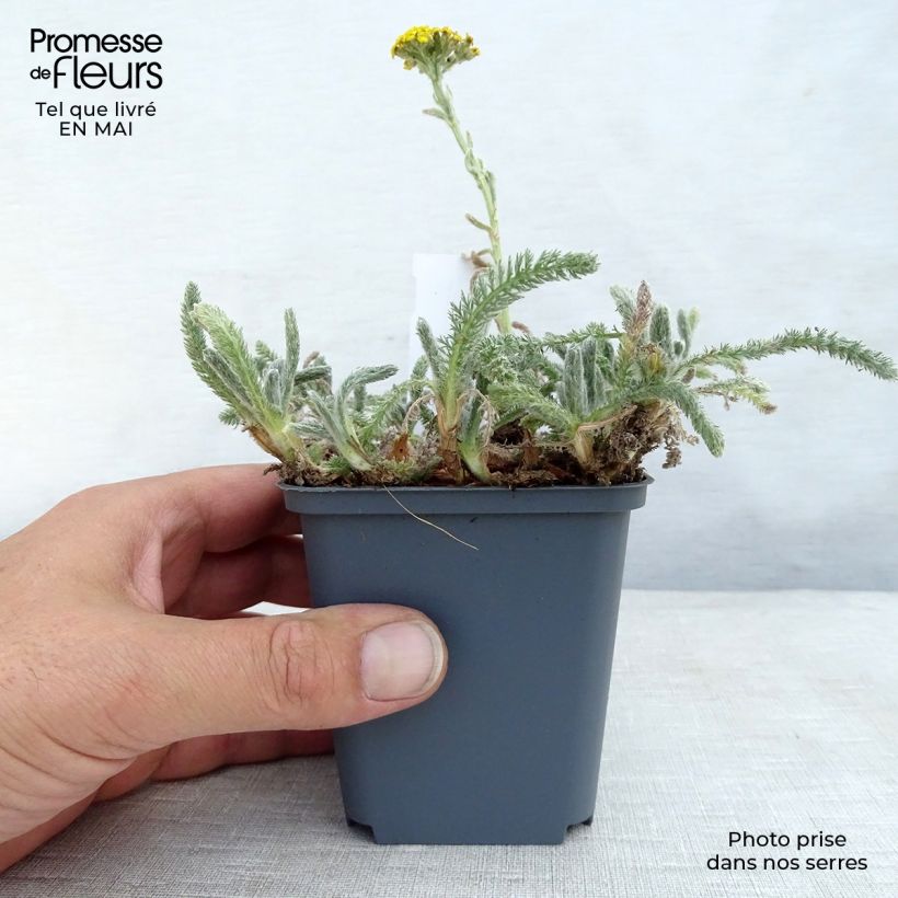 Example of Achillea tomentosa - Filzige Schafgarbe Kleine Töpfe von 8/9 cm as you get in printemps