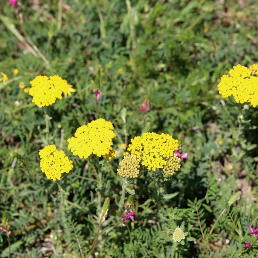 Achillea tomentosa - Filzige Schafgarbe (Plant habit)