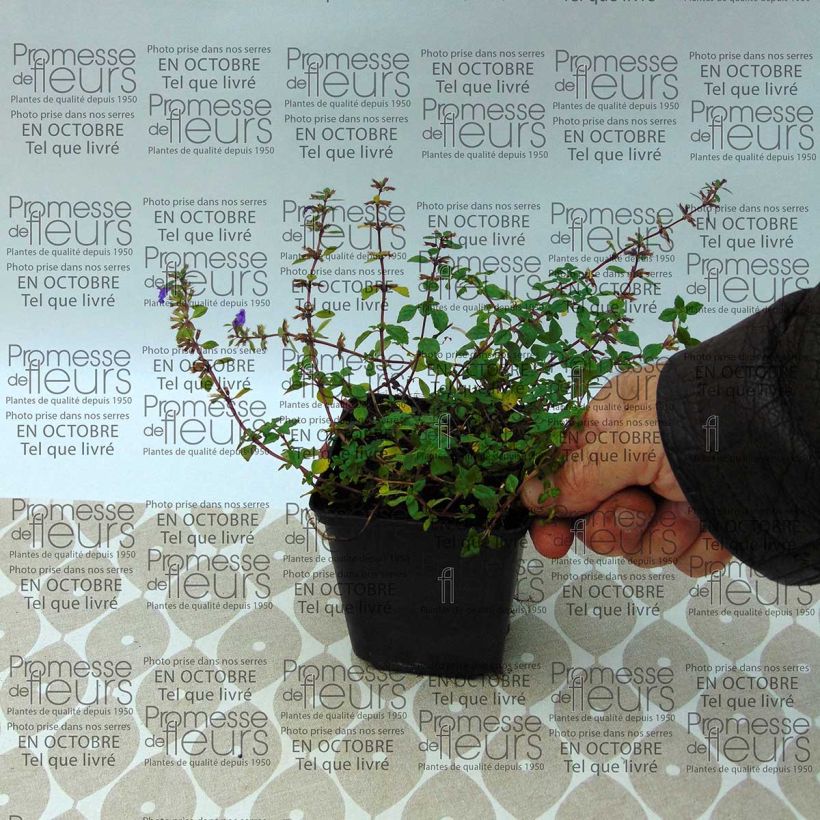 Beispiel eines Exemplars von Alpen-Steinquendel - Acinos alpinus Kleine Töpfe von 8/9 cm wie geliefert