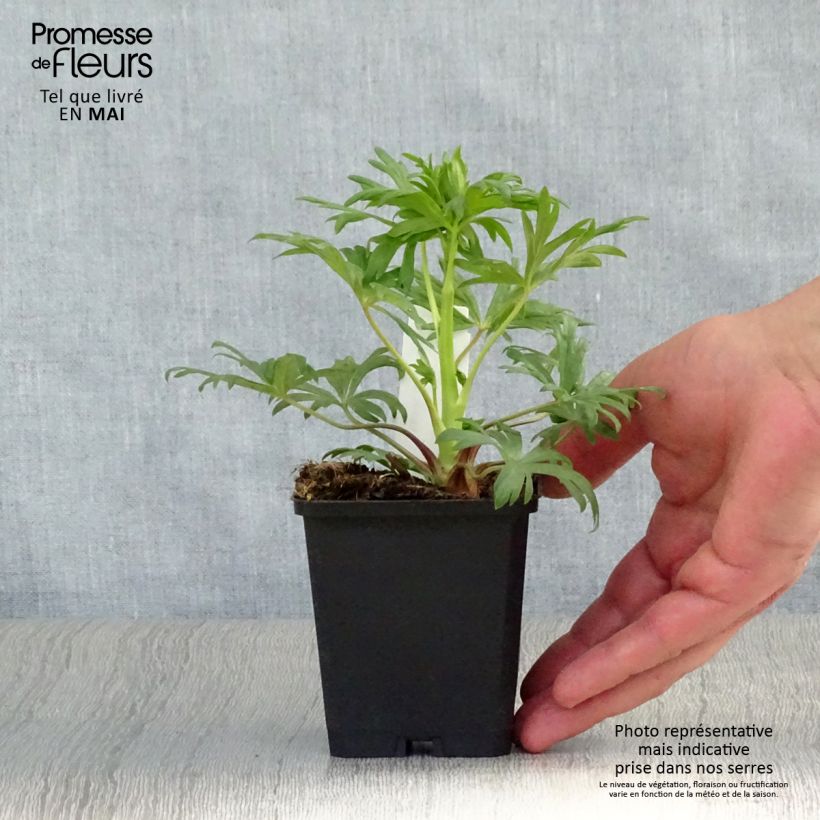 Example of Aconitum henryi Spark s Variety - Eisenhut Kleine Töpfe von 8/9 cm as you get in printemps