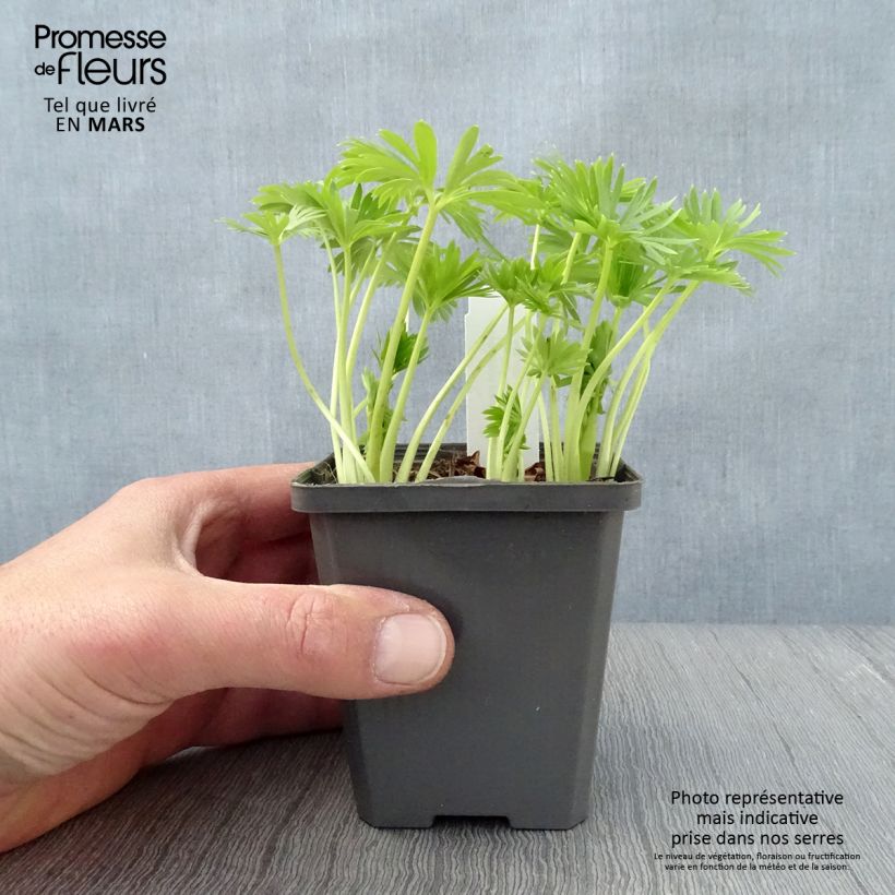 Example of Aconitum napellus Album - Blauer Eisenhut Kleine Töpfe von 8/9 cm as you get in printemps