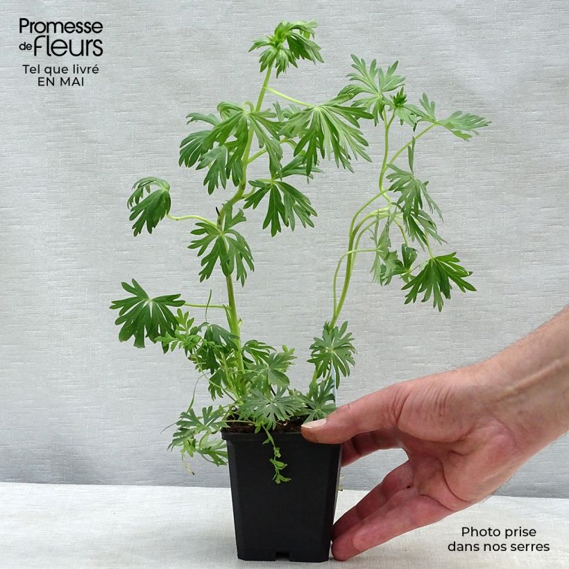 Exemplar von Aconitum napellus sbsp.napellus Schneewittchen - Blauer Eisenhut Kleine Töpfe von 8/9 cm wie im Frühjahr geliefert