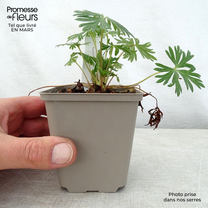 Exemplar von Aconitum Stainless Steel - Eisenhut Kleine Töpfe von 8/9 cm wie im Frühjahr geliefert