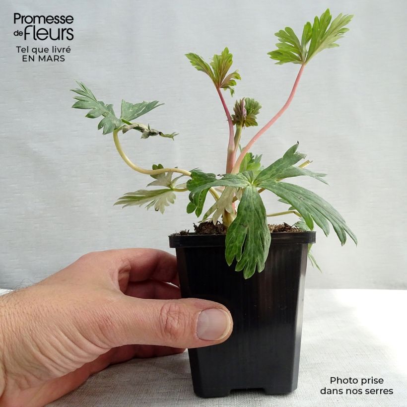 Example of Aconitum carmichaelii Arendsii - Herbsteisenhut Kleine Töpfe von 8/9 cm as you get in printemps