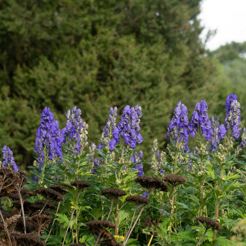 Aconitum carmichaelii Arendsii - Herbsteisenhut (Plant habit)