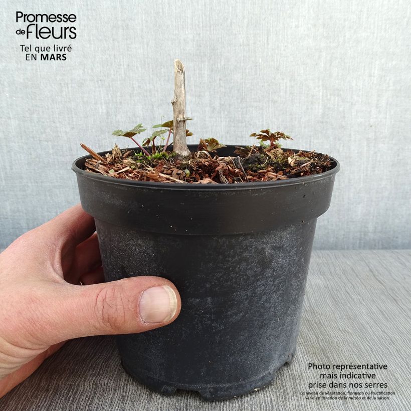 Example of Aconitum carmichaelii Arendsii - Herbsteisenhut Topf mit 2L/3L as you get in hiver