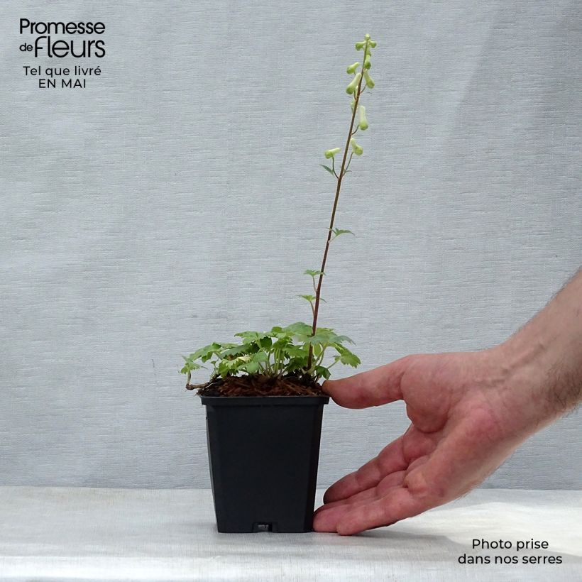 Example of Aconitum septentrionale Ivorine - Nördlicher Eisenhut Kleine Töpfe von 8/9 cm as you get in printemps