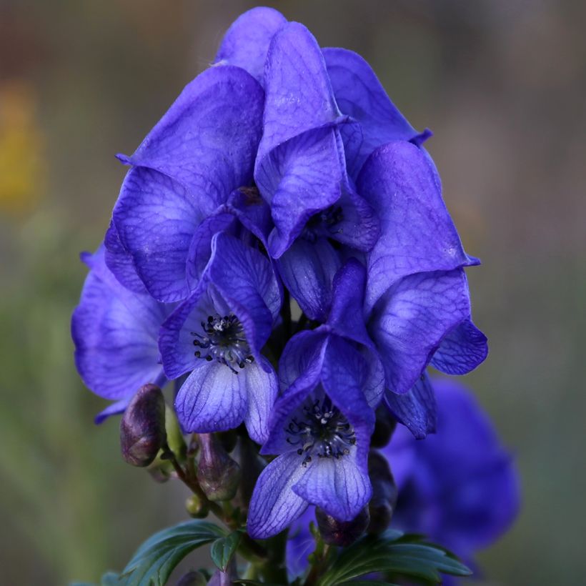 Aconitum fischeri - Chinesischer Eisenhut (Blüte)