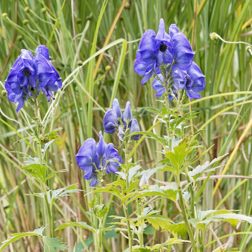 Aconitum fischeri - Chinesischer Eisenhut (Wuchs)