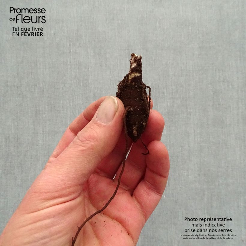 Exemplar von Aconitum fischeri - Chinesischer Eisenhut Wurzelnackt wie im Winter geliefert