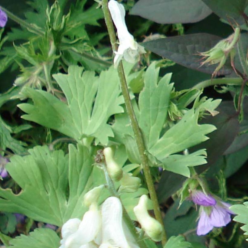 Aconitum septentrionale Ivorine - Nördlicher Eisenhut (Foliage)
