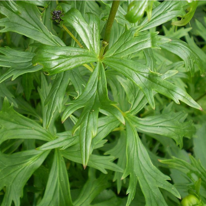Aconitum henryi Spark s Variety - Eisenhut (Foliage)