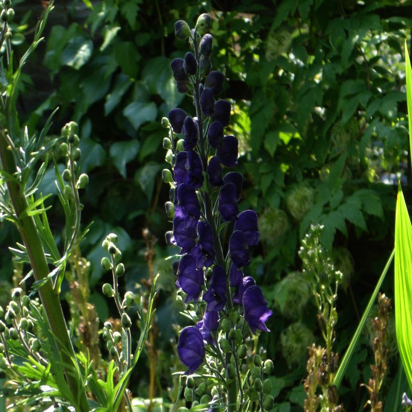 Aconitum henryi Spark s Variety - Eisenhut (Plant habit)