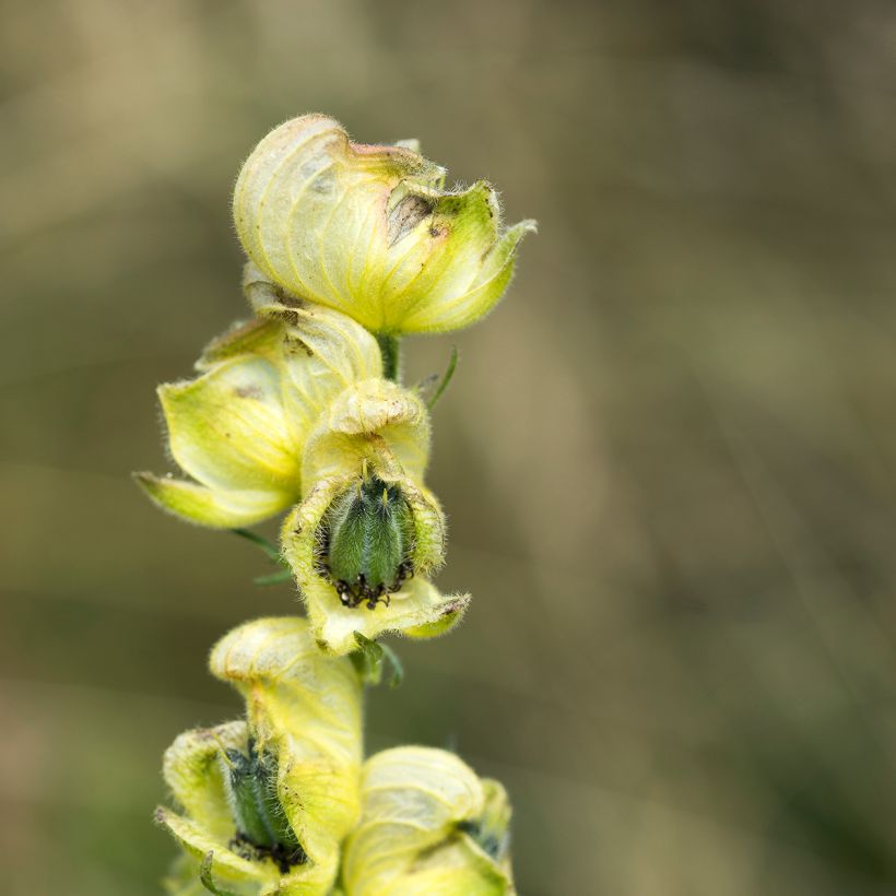 Aconitum anthora - Blassgelber Eisenhut (Blüte)