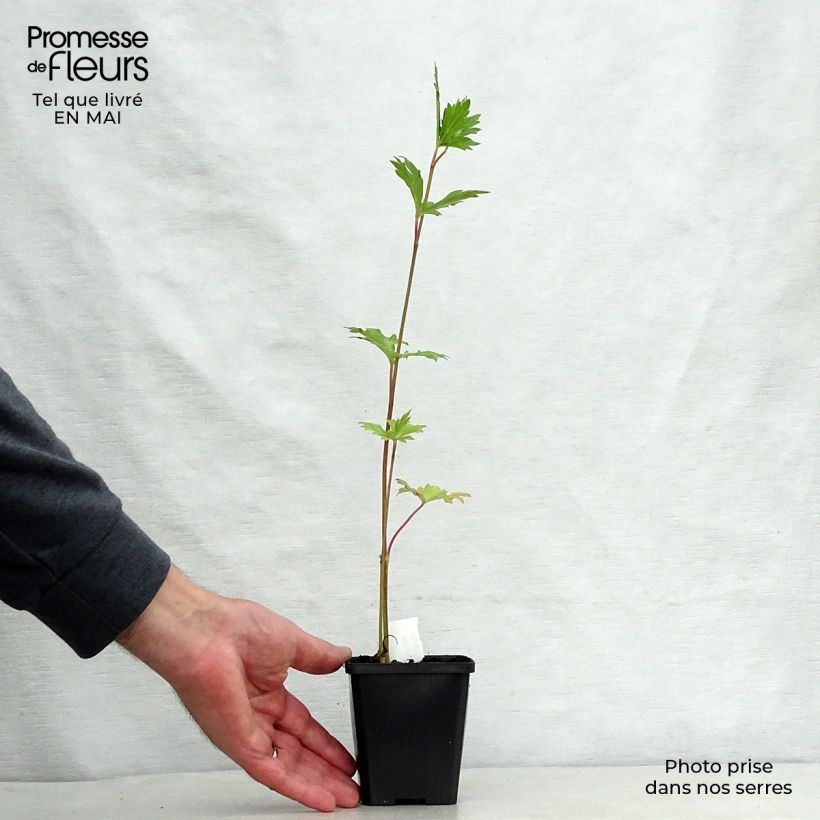 Example of Aconitum carmichaelii Cloudy - Herbsteisenhut Kleine Töpfe von 8/9 cm as you get in printemps