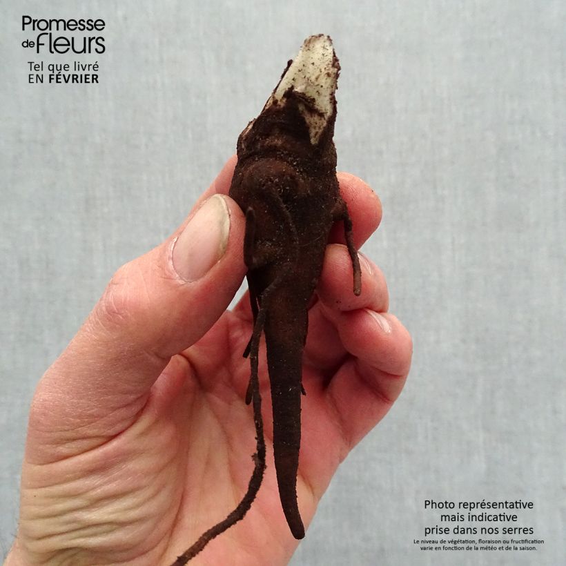 Example of Aconitum carmichaelii Royal Flush - Herbsteisenhut Wurzelnackt as you get in hiver