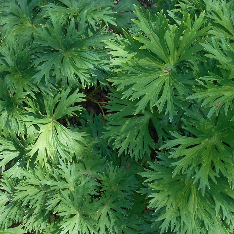 Aconitum lamarckii - Hahnenfußblättriger Eisenhut (Foliage)