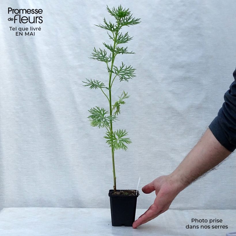 Exemplar von Aconitum napellus - Blauer Eisenhut Kleine Töpfe von 8/9 cm wie im Frühjahr geliefert