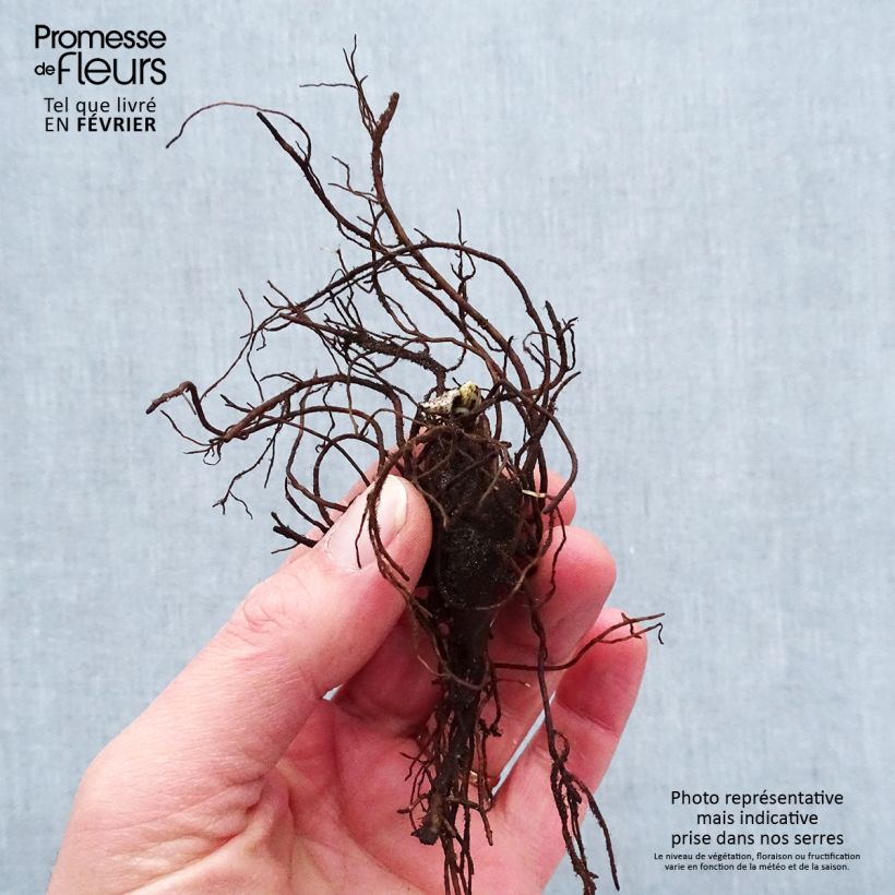 Exemplar von Aconitum napellus - Blauer Eisenhut Wurzelnackt wie im Winter geliefert