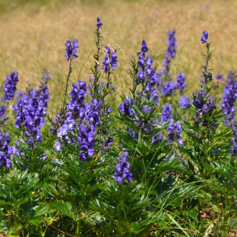 Aconitum napellus subsp. vulgare - Berg-Eisenhut (Wuchs)