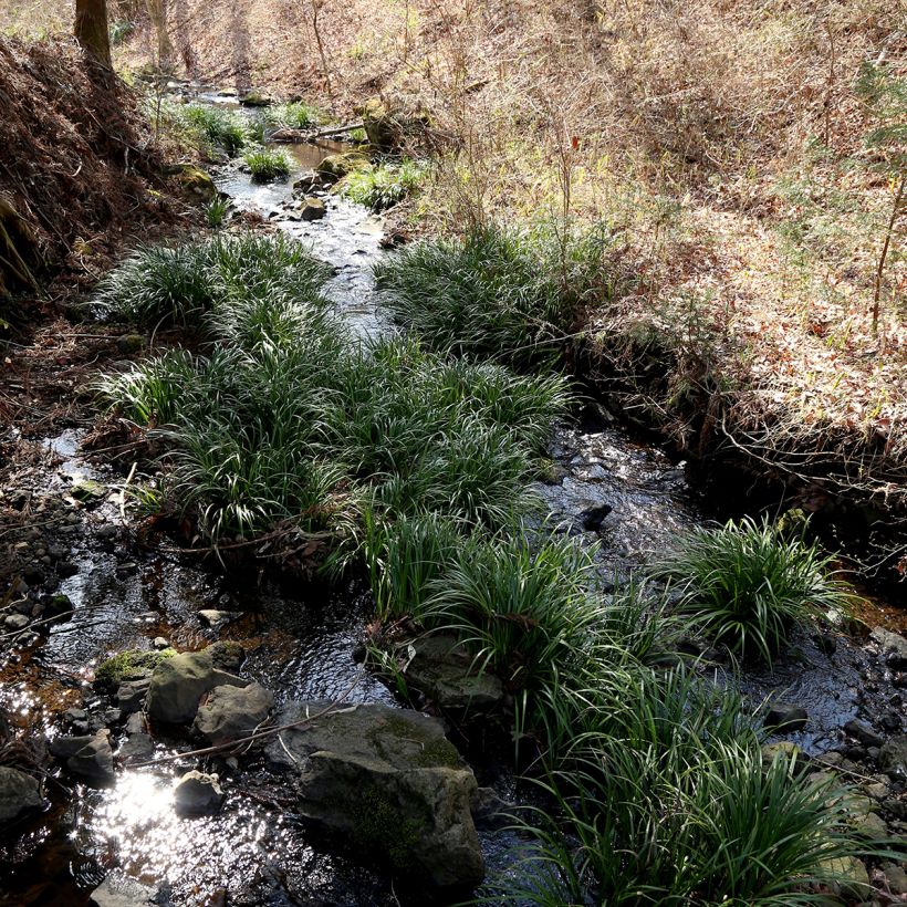 Acorus gramineus - Gras-Kalmus (Plant habit)