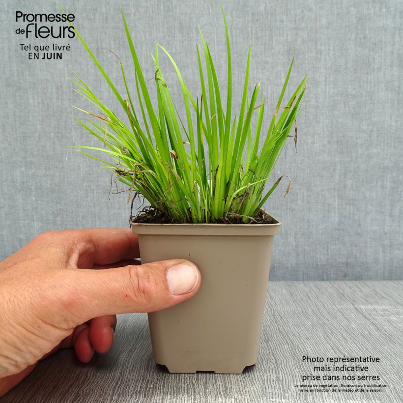 Example of Acorus gramineus Hakuro Nishiki - Gras-Kalmus Kleine Töpfe von 8/9 cm as you get in printemps