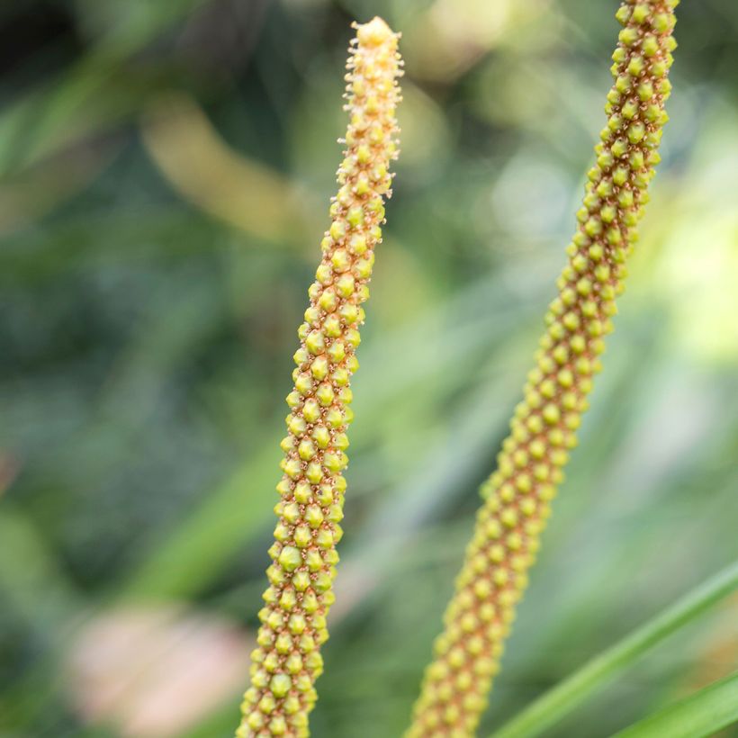 Acorus gramineus Licorice - Gras-Kalmus (Flowering)