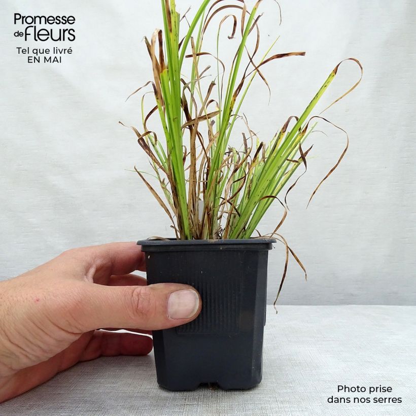 Example of Acorus gramineus Ogon - Gras-Kalmus Kleine Töpfe von 8/9 cm as you get in printemps