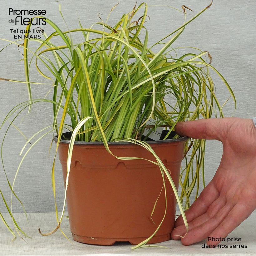 Example of Acorus gramineus Ogon - Gras-Kalmus Topf mit 2L/3L as you get in printemps
