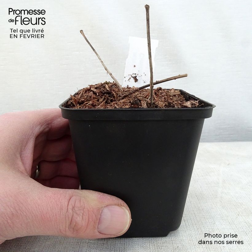 Exemplar von Actaea dahurica - August-Silberkerze Kleine Töpfe von 8/9 cm wie im Winter geliefert