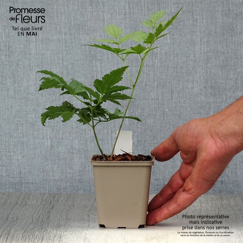 Example of Actaea pachypoda Misty Blue - Weißfruchtiges Christophskraut Kleine Töpfe von 8/9 cm as you get in printemps