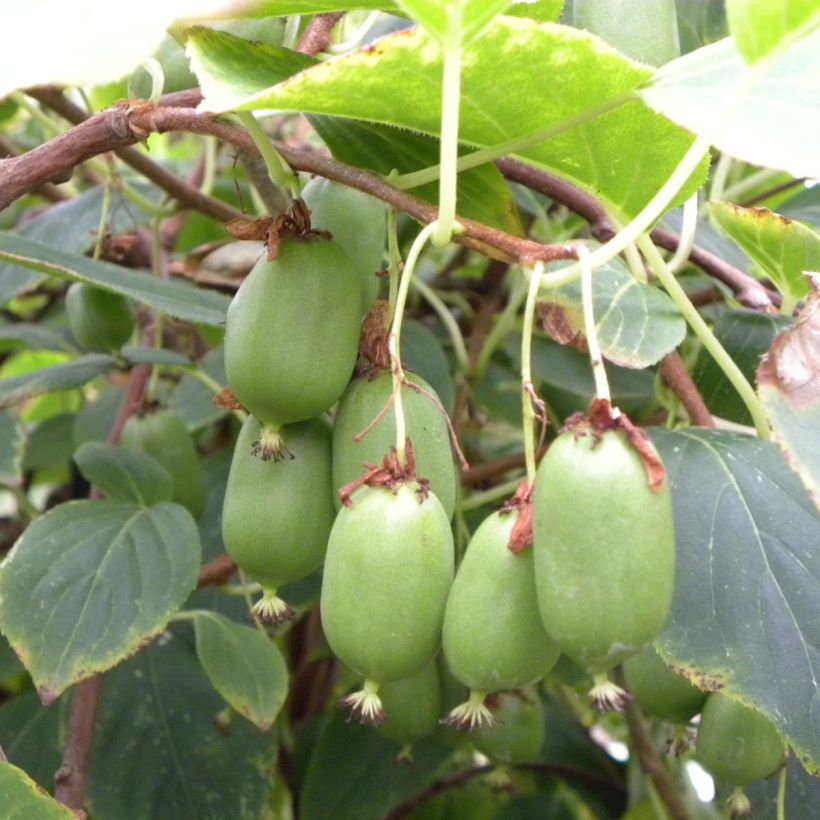 Actinidia arguta Issai - Zwerg Kiwi (Harvest)