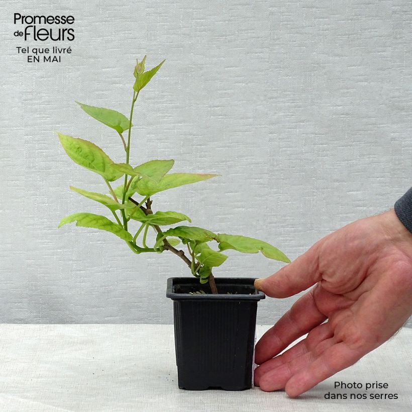 Exemplar von Actinidia kolomikta - Buntblättrige Kiwi Kleine Töpfe von 8/9 cm wie im Frühjahr geliefert