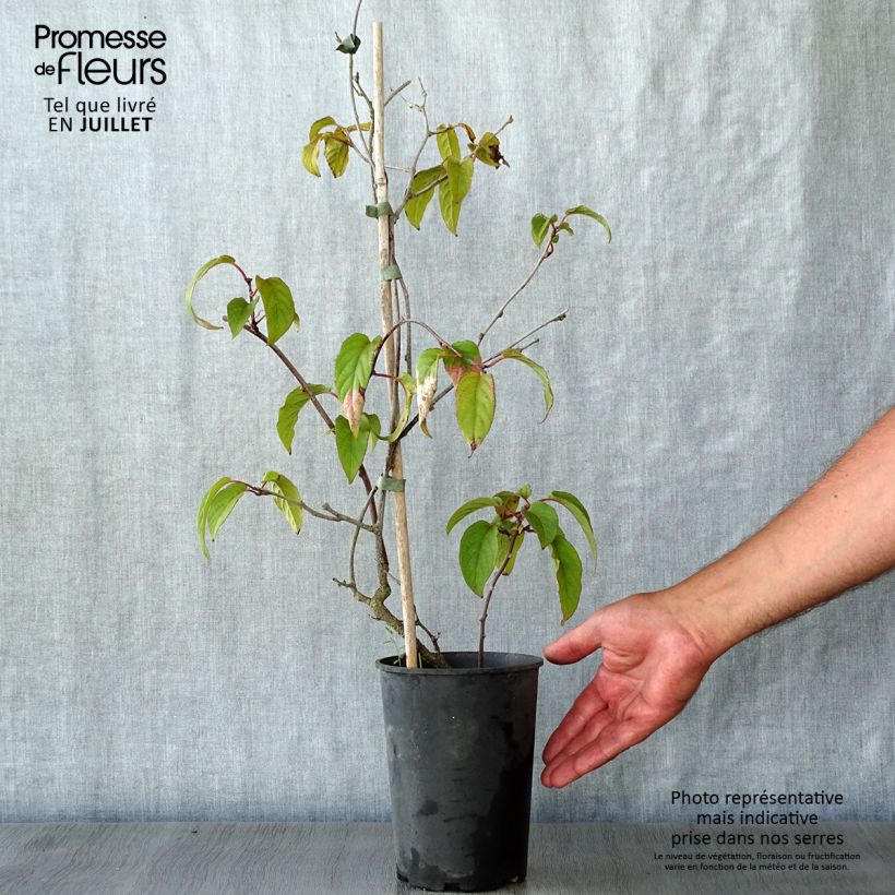 Exemplar von Actinidia pilosula - Spitzblättriger Strahlengriffel Topf mit 2L/3L wie im Sommer geliefert
