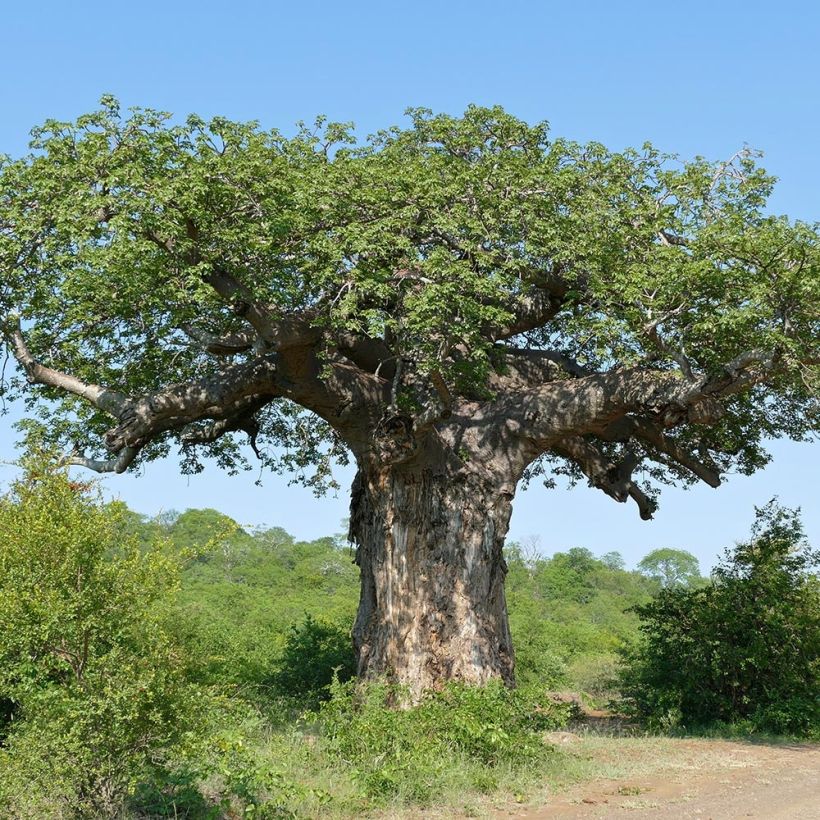 Adansonia digitata - Affenbrotbaum (Wuchs)