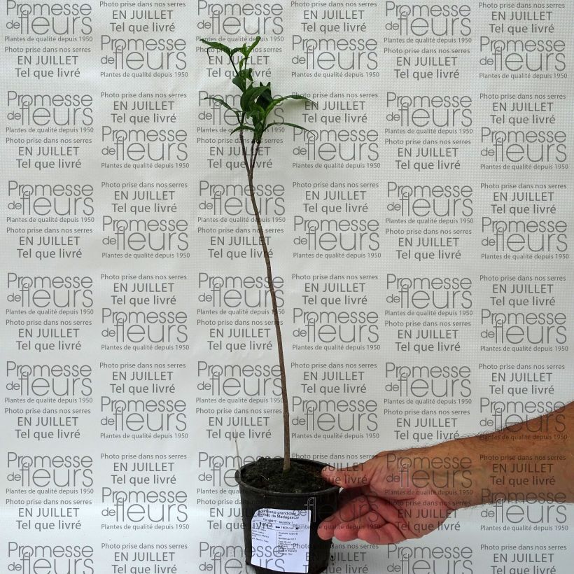 Example of Adansonia grandidieri - Grandidiers Affenbrotbaum Topf 12 cm / 13 cm as you get in ete