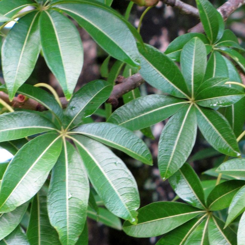 Adansonia madagascariensis - Affenbrotbaum auf Madagaskar (Foliage)