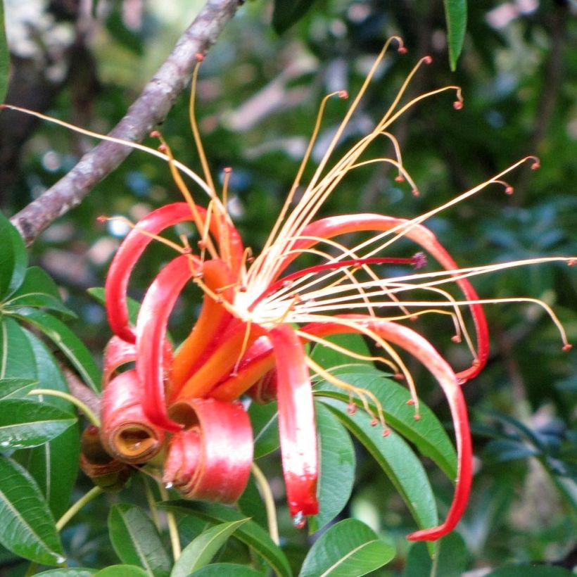 Adansonia madagascariensis - Affenbrotbaum auf Madagaskar (Flowering)
